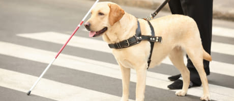 盲導犬協会切手・ハガキ募金活動の写真